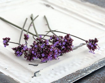 Verbena bonariensis Seeds, Great for Butterfly Gardens