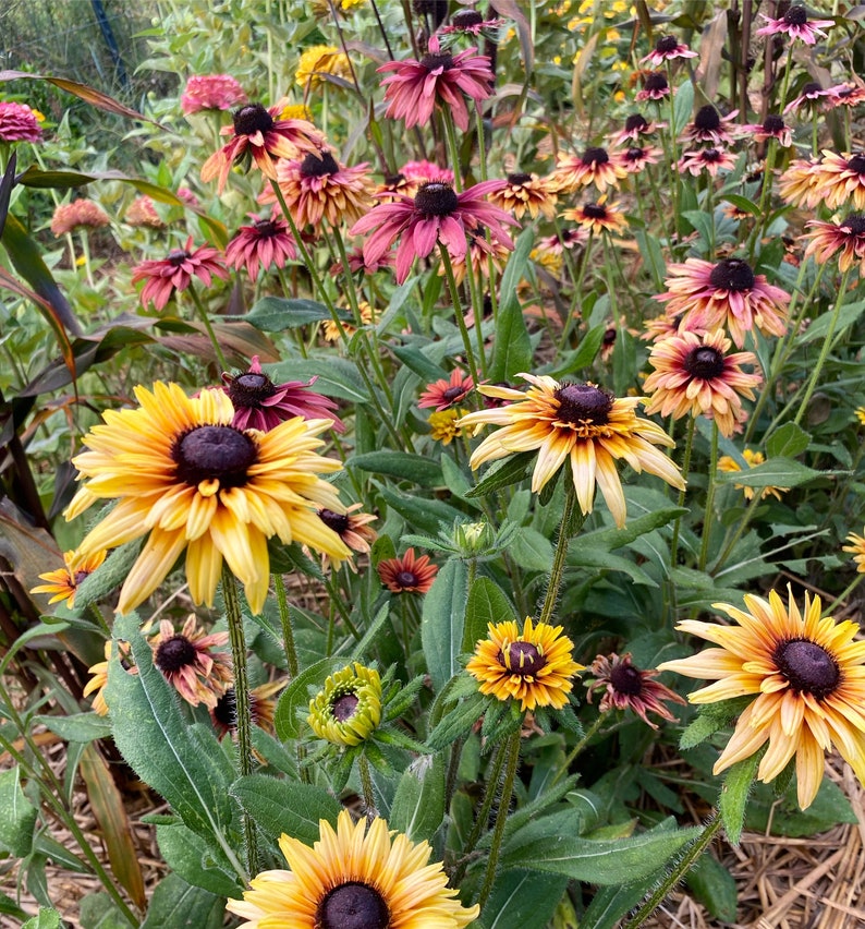 Sahara Black Eye Susan, 45 Seeds Rudbeckia Sahara image 3