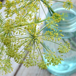 May include: A close-up of a sprig of dill with yellow flowers in a blue glass jar. The dill is in focus, and the jar is out of focus.