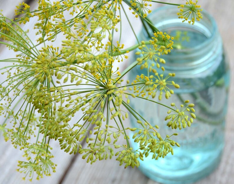 May include: A close-up of a sprig of dill with yellow flowers in a blue glass jar. The dill is in focus, and the jar is out of focus.