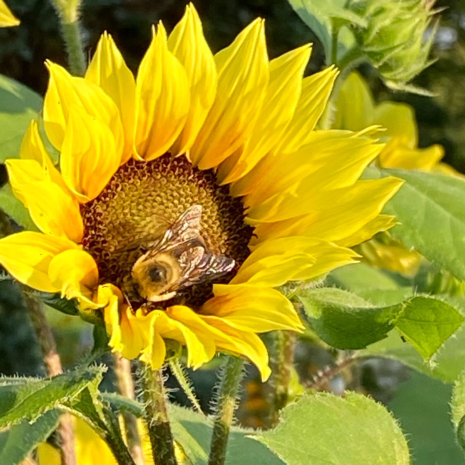 Sunflower Seed Kit Heirloom Sunflowers DIY Garden Kit Great Etsy