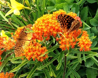 Orange Milkweed Seeds, Asclepias tuberosa Butterfly Weed, Native Plant Seeds, Monarch Butterfly Host Plant, Native Milkweed Seeds