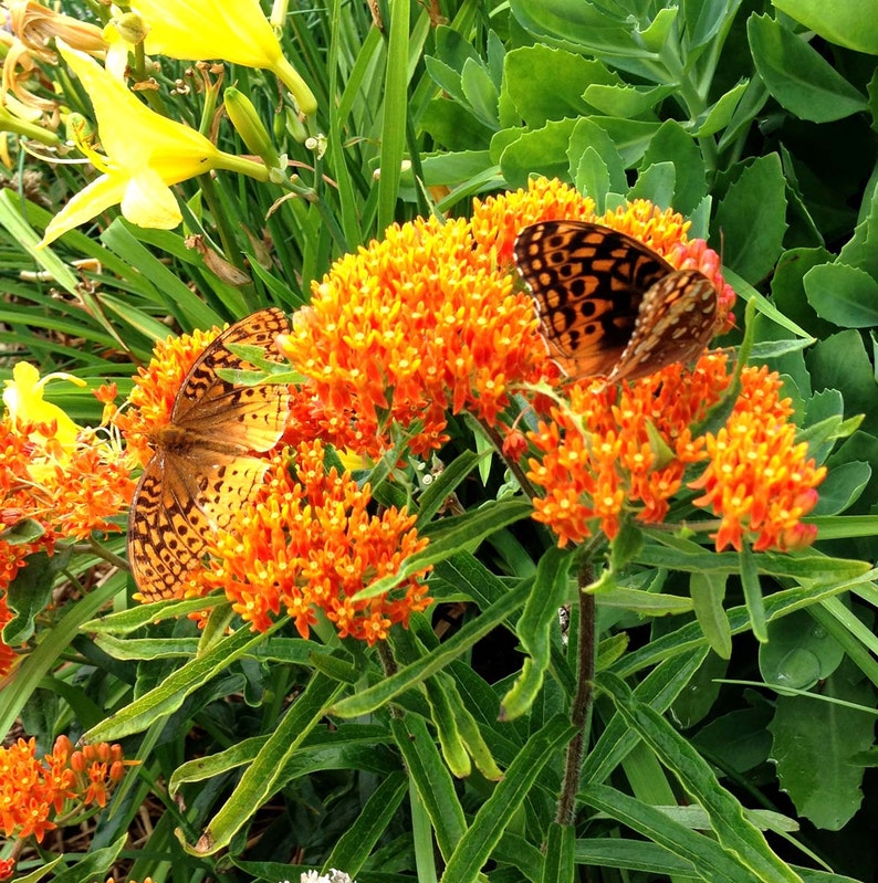 Orange Milkweed Seeds Asclepias tuberosa Butterfly Weed Etsy