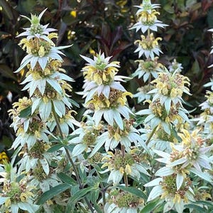 May include: A close-up of a cluster of white and yellow flowers with green leaves. The flowers are arranged in a pyramid shape and have a delicate, feathery texture.