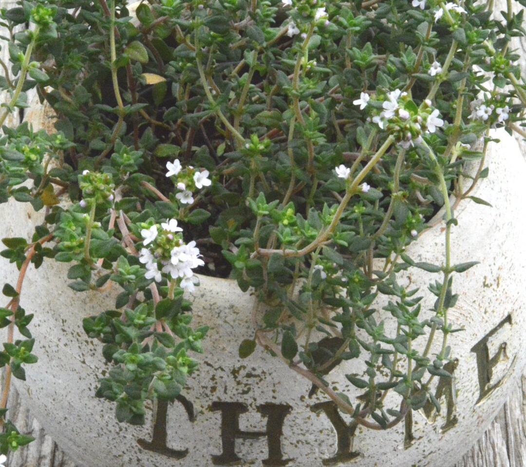 Heirloom Thyme Seeds, Thymus Vulgaris, English Thyme Seed, Heirloom