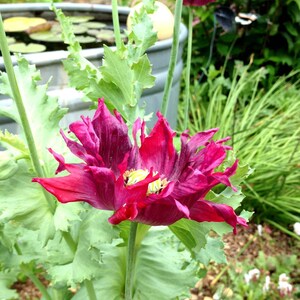 Mixed Poppy Seeds, Breadbox Poppies in Mixed Colors, Washed Papaver somniferum Seed image 4