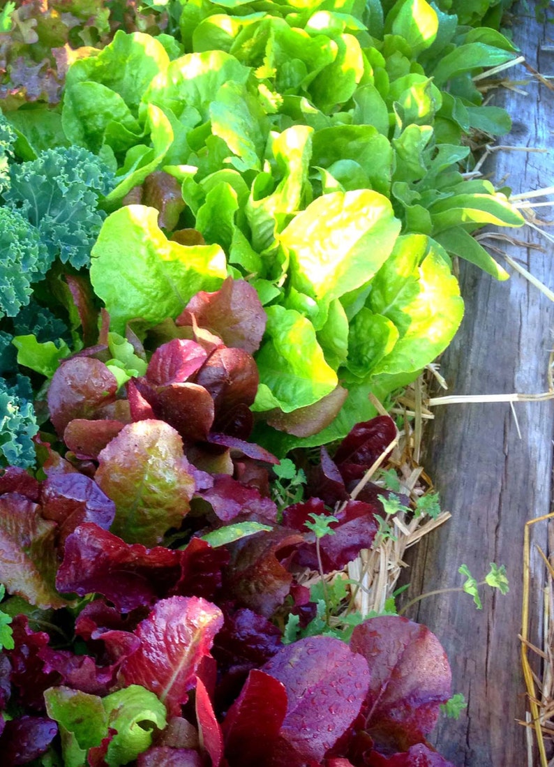 Lettuce Seed, Mixed Lettuce Blend, Red Leaf Lettuce, Green Lettuce, Great for Small Space Gardens Heirloom Lettuce Non GMO Lettuce Varieties image 1