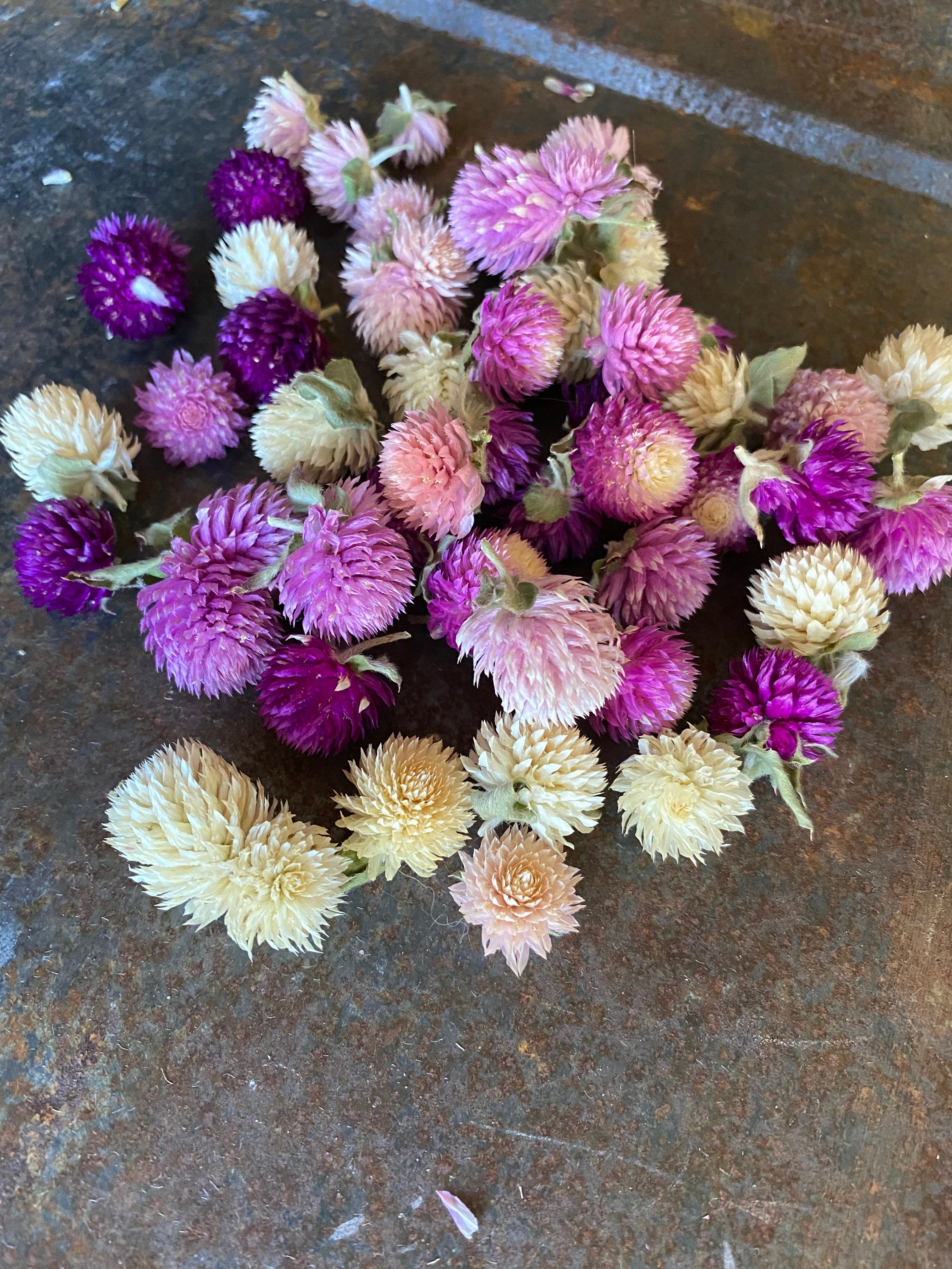 Dried Gomphrena Heads Natural Dried Flowers 100 Dried Etsy