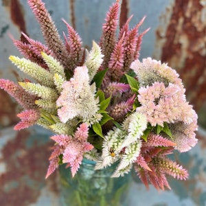 Pastel Mix Celosia Seed, Mixed Celosia Seeds in Soft Colors, Cockscomb Celosia and Wheat Celosia Mix, 100 Celosia Seeds