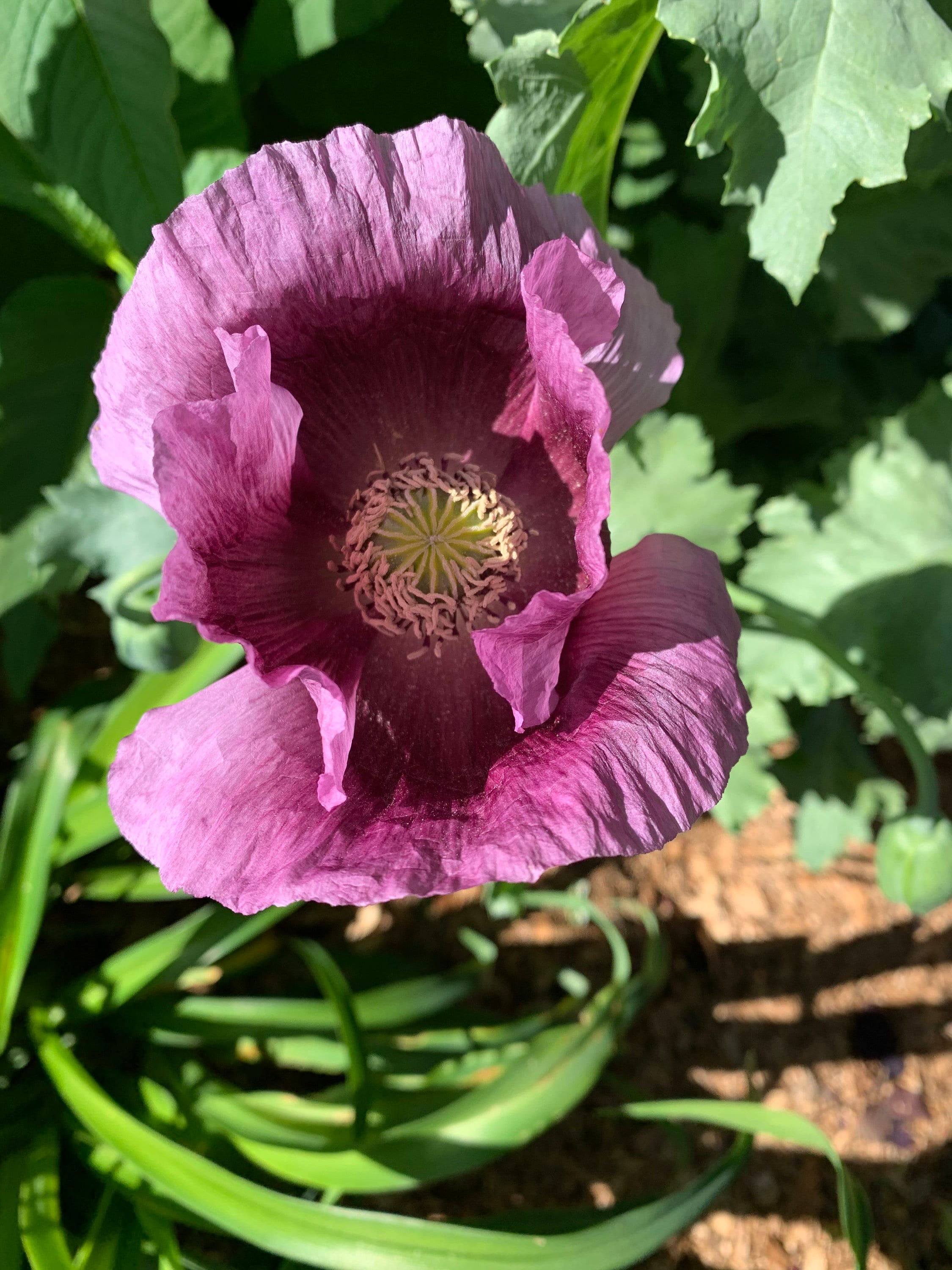 Buy Giant Hungarian Blue Poppy Seeds: Papaver Somniferum, Breadbox