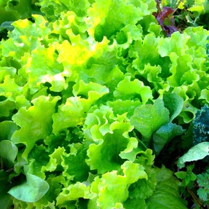 Lettuce Seed, Mixed Lettuce Blend, Red Leaf Lettuce, Green Lettuce, Great for Small Space Gardens Heirloom Lettuce Non GMO Lettuce Varieties image 5