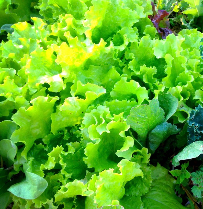 Lettuce Seed Mixed Lettuce Blend Red Leaf Lettuce Green Etsy