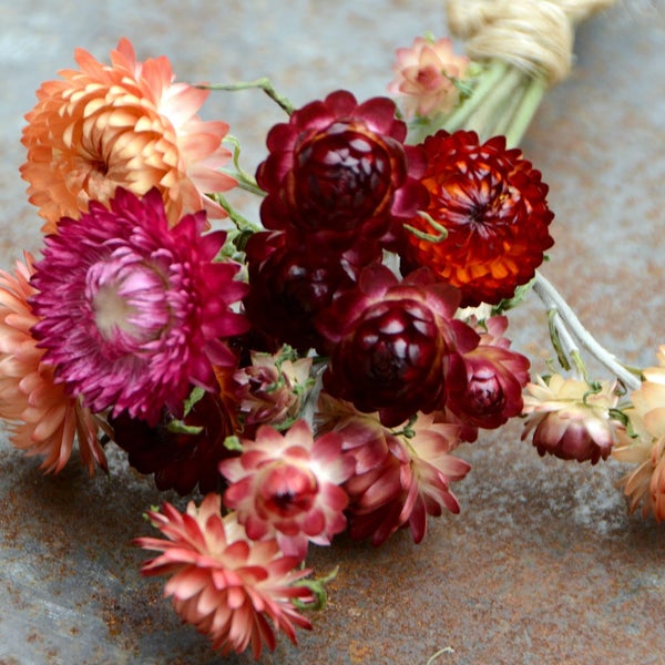 Cut Flower Seeds Etsy