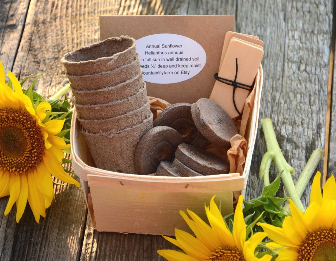 Sunflower Seed Kit Heirloom Sunflowers DIY Garden Kit Great Etsy