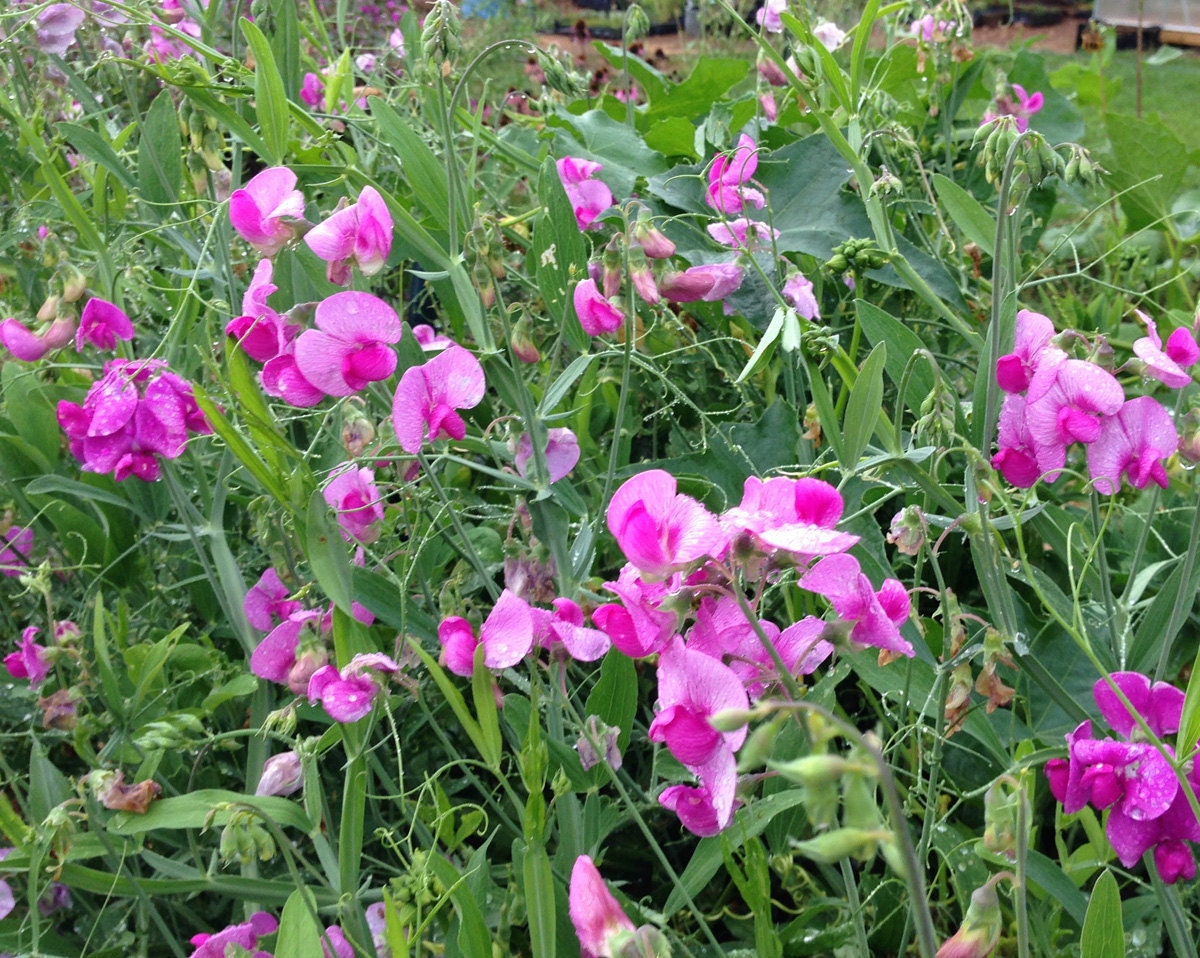 Perennial Sweet Pea Seeds Lathyrus latifolius Perennial Etsy
