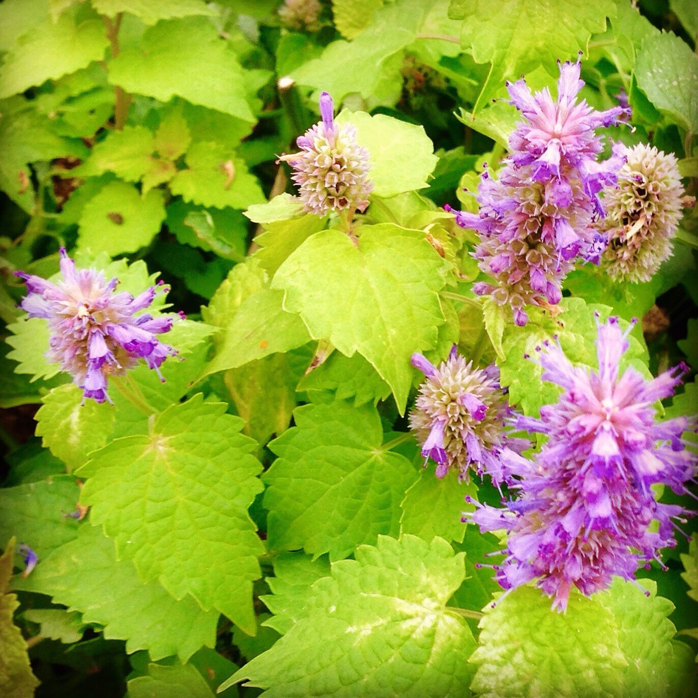 Anise Hyssop Seed Golden Jubilee Hyssop Agastache foeniculum Etsy