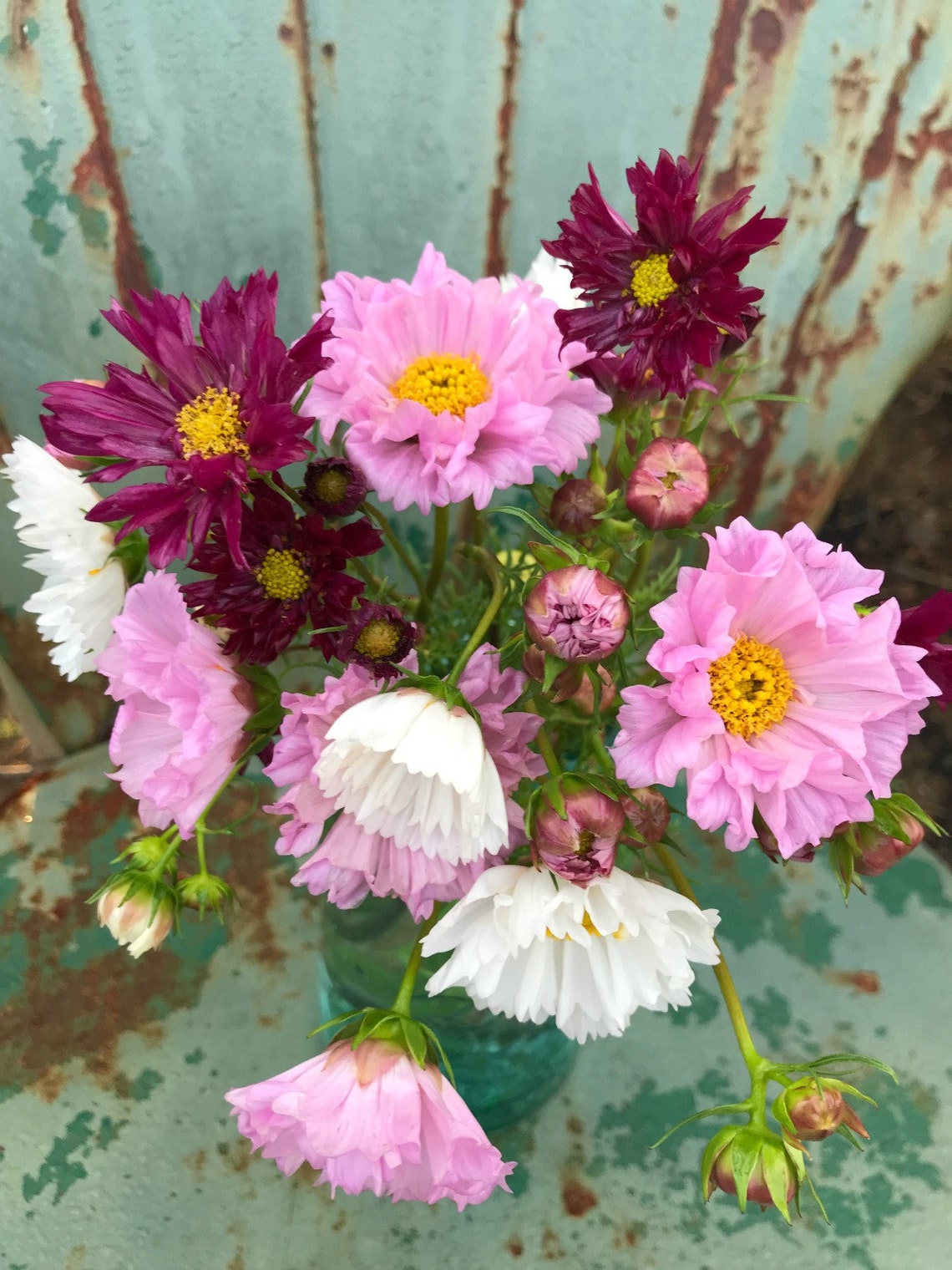Double Cosmos Seeds Double Click Cosmos Mix Great for Cut