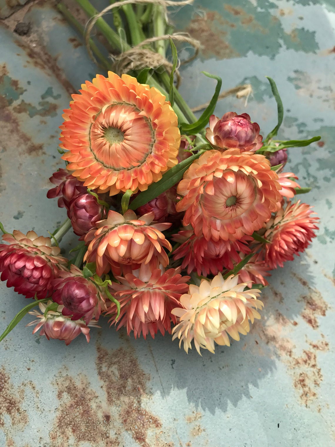 Strawflower Seeds Peach Mix Strawflowers Helichrysum Seeds Etsy