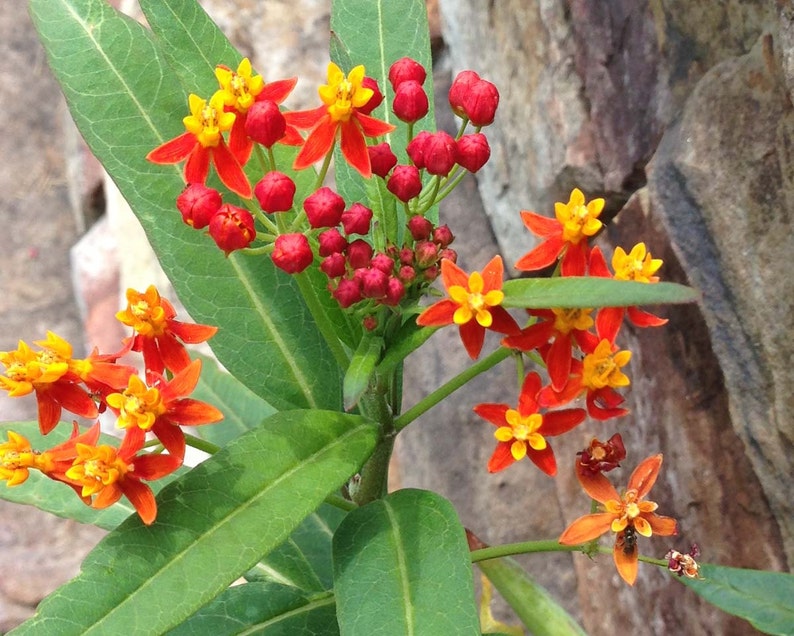 Tropical Milkweed Seeds Asclepias curassavica Scarlet Etsy