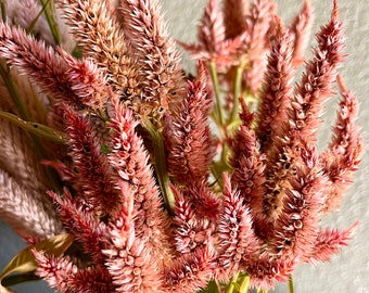 Terracotta Celosia Seeds, Spiked Wheat Celosia 50 Seeds, Excellent Filler Flower