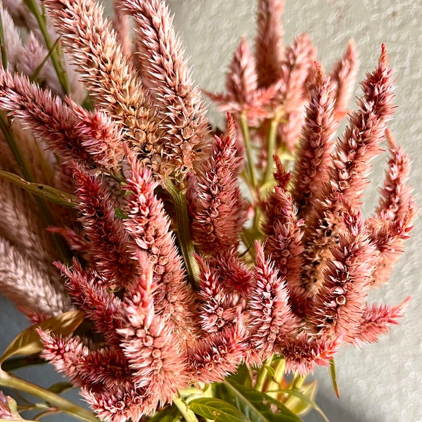 Terracotta Celosia Seeds, Spiked Wheat Celosia 50 Seeds, Excellent Filler Flower