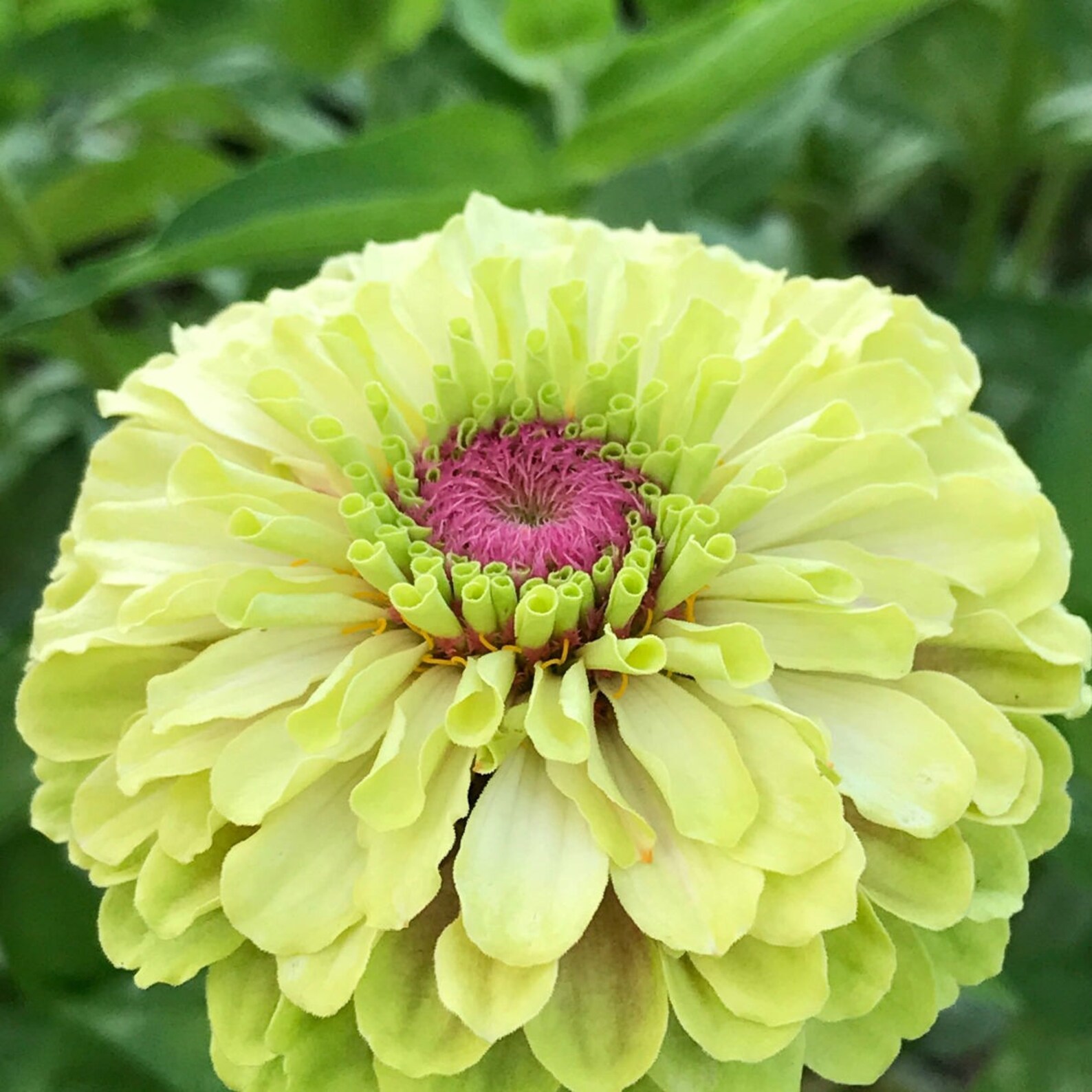 Queen Lime Blush Zinnia Zinnia Seeds for Cut Flower Gardens Etsy