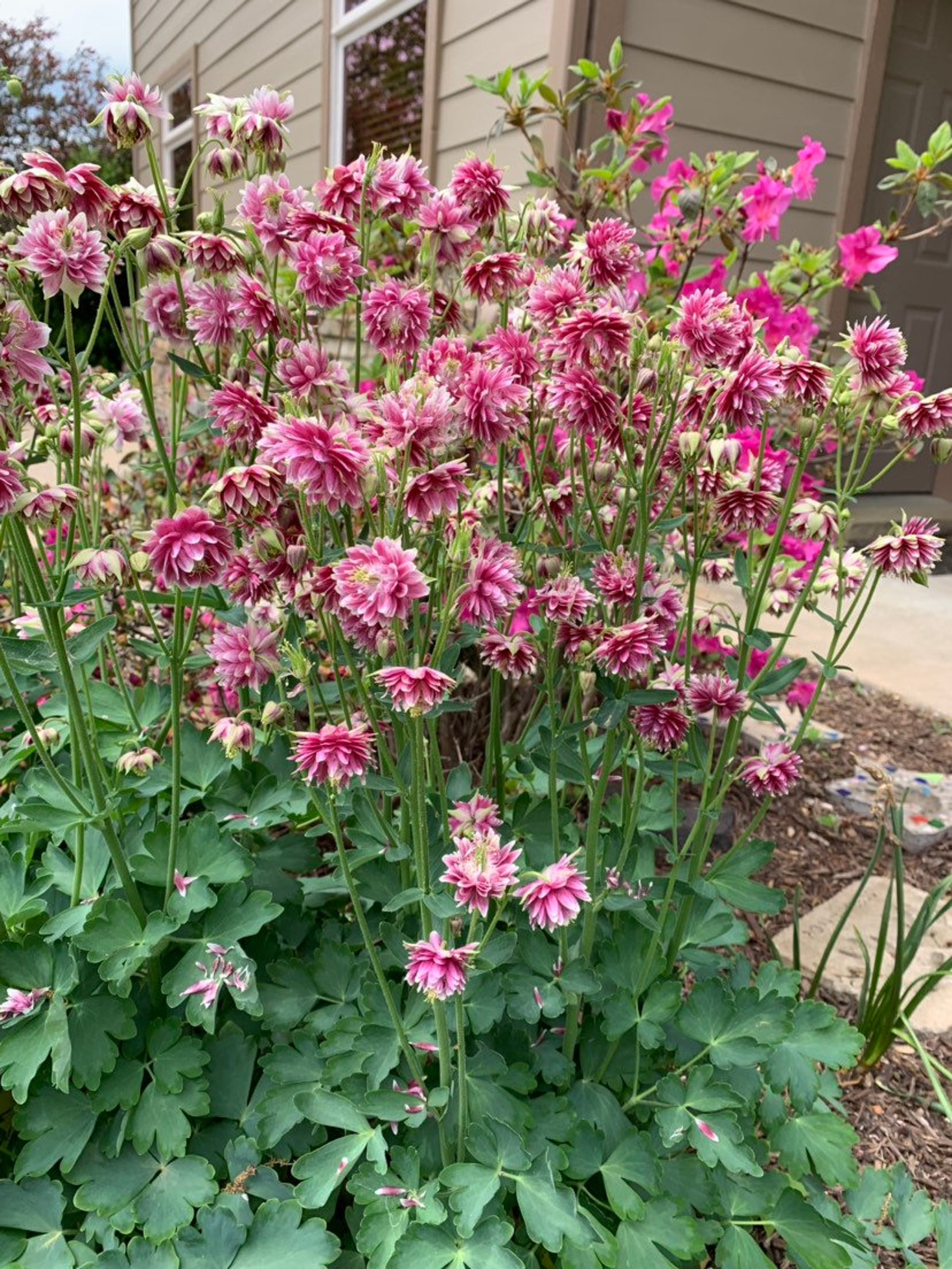 Nora Barlow Columbine Seed Double Pink Columbines - Etsy