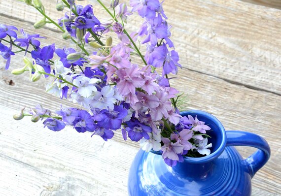 Mixed Larkspur Seeds Heirloom Larkspur Consolida ambigua