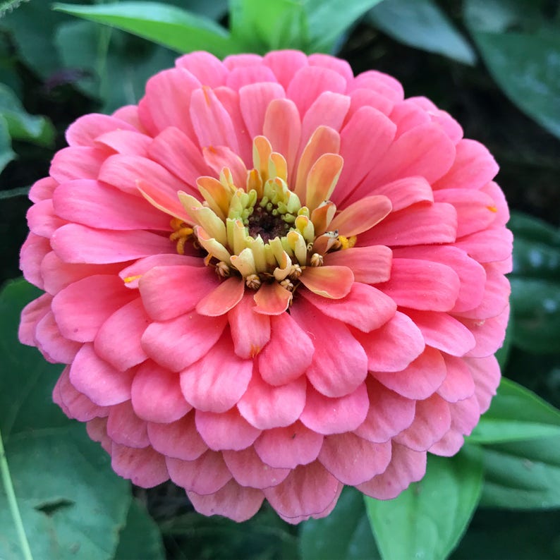 Benary's Giant Mix Zinnia Seeds, 25 Seeds for Mixed Color Zinnias image 8