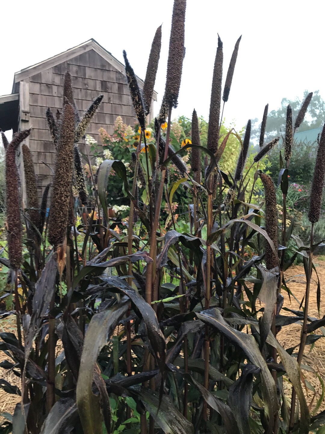 Purple Millet Seeds, 45 Purple Grass Seeds, Great for Cut Flower