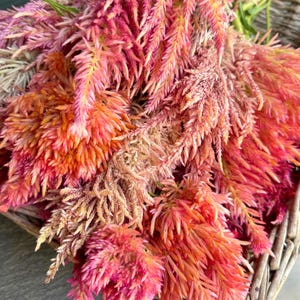 Plume Celosia Mix Seeds: Rainbow Spike Celosia