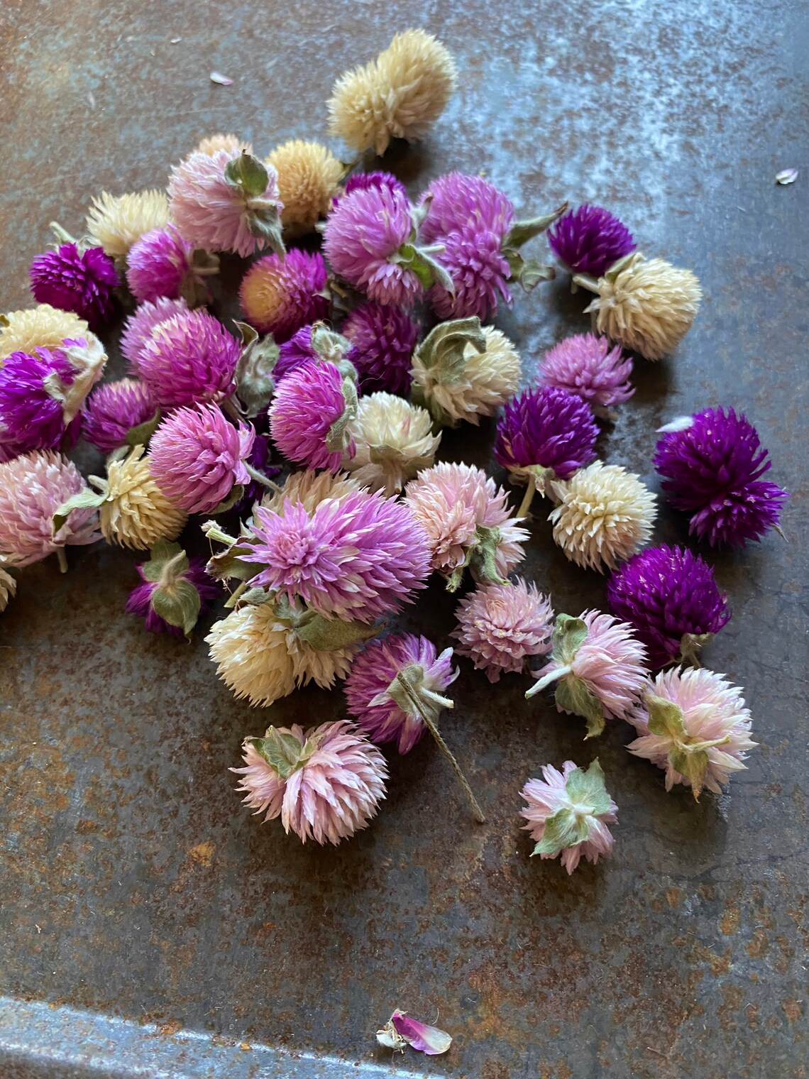 Dried Gomphrena Mixed Colors Gomphrena Balls Great For Craft Etsy