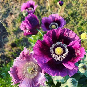 papaver somniferum seeds bread box poppy seed