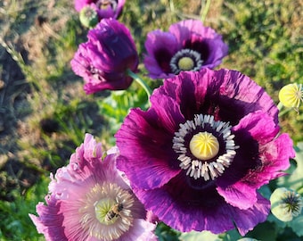 Mixed Poppy Seeds, Breadbox Poppies in Mixed Colors, Washed Papaver somniferum Seed