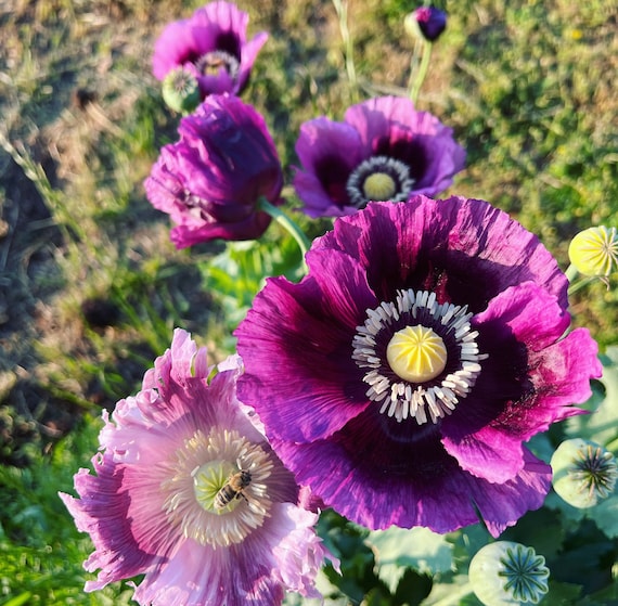Mixed Poppy Seeds, Breadbox Poppies in Mixed Colors, Washed Papaver  Somniferum Seed - Etsy