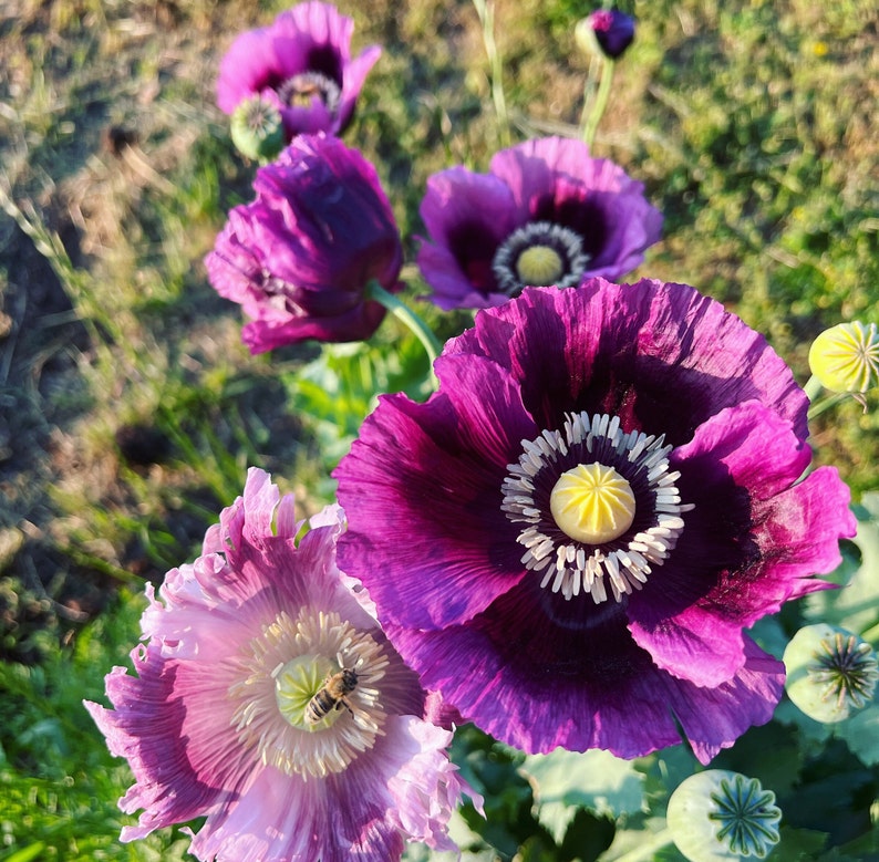 papaver somniferum seeds bread box poppy seed