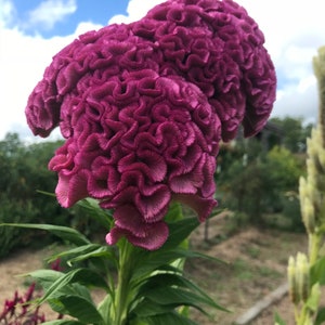 Mix Celosia Seeds, Celosia argentea Seed, Large Brain Celosia