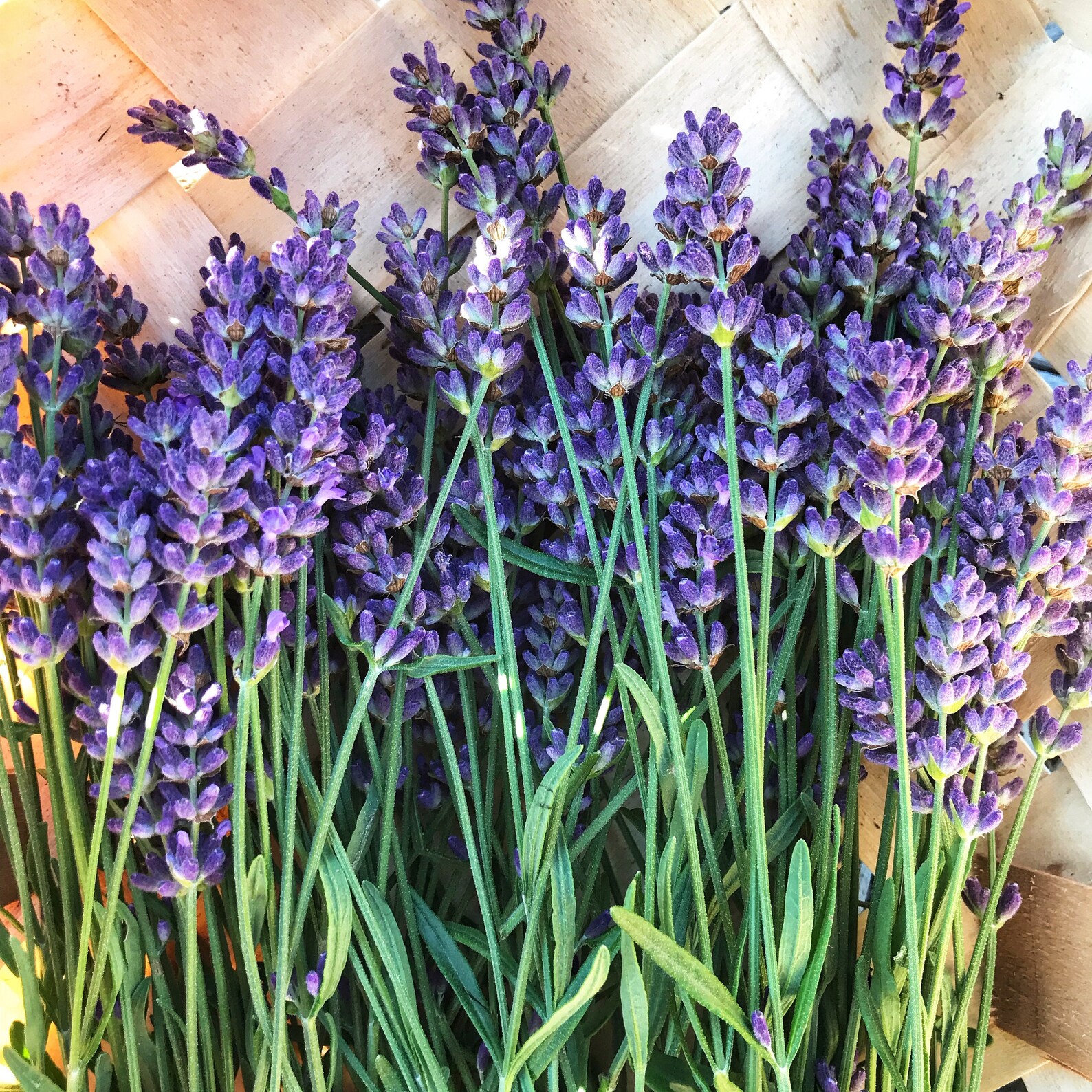 English Lavender Seed 50 Lavandula Angustifolia Seeds Etsy