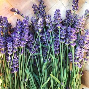 English Lavender Seed, 50 Lavandula angustifolia Seeds, Fragrant Herb Garden Seed
