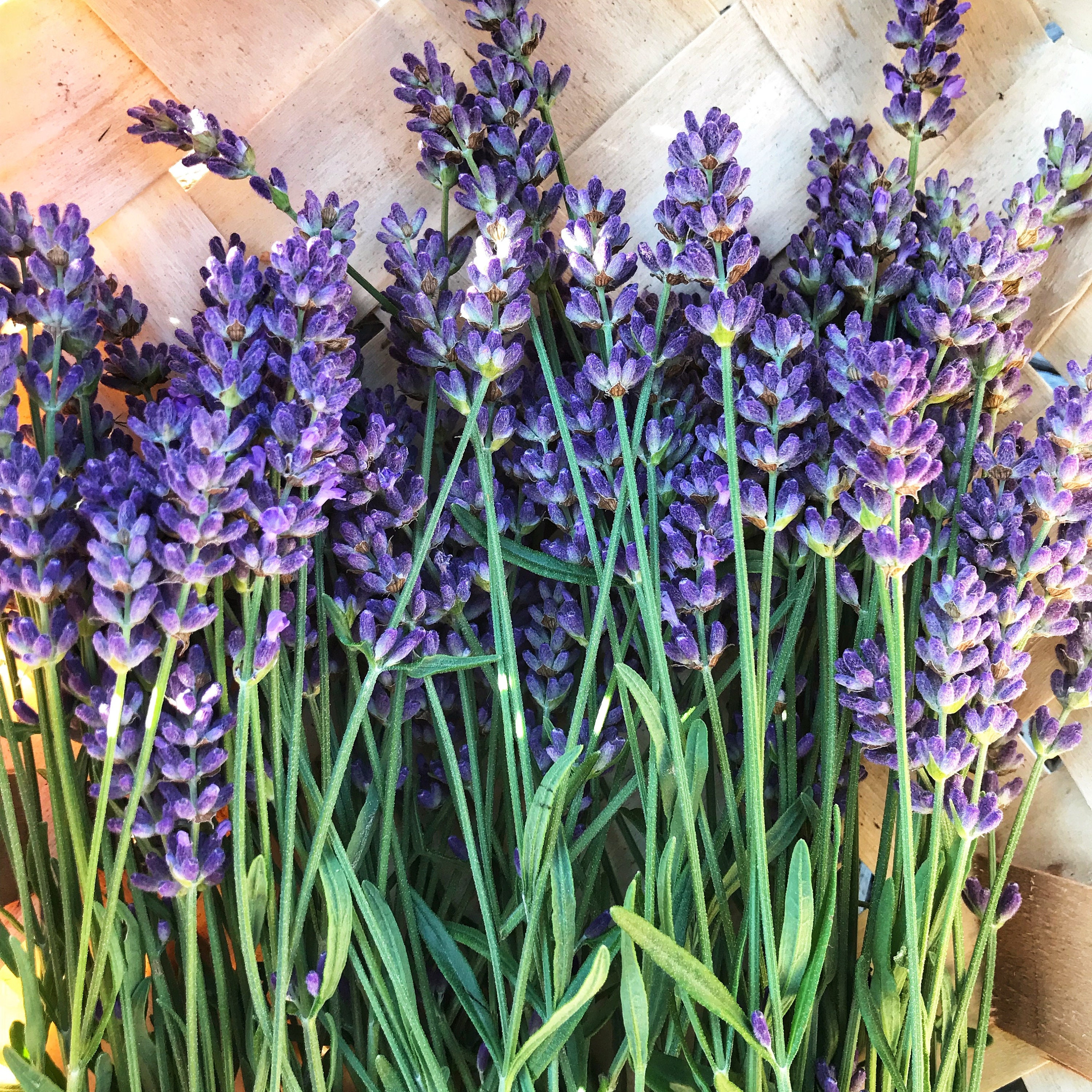 Semillas de flores de lavanda inglesa para plantar, más de 3,000 semillas  de primera calidad, atraen a los polinizadores, sin OMG – Yaxa Colombia