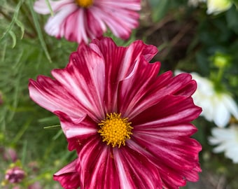 Velouette Cosmos Seeds: Wine, Pink, and Cream Striped Flowers