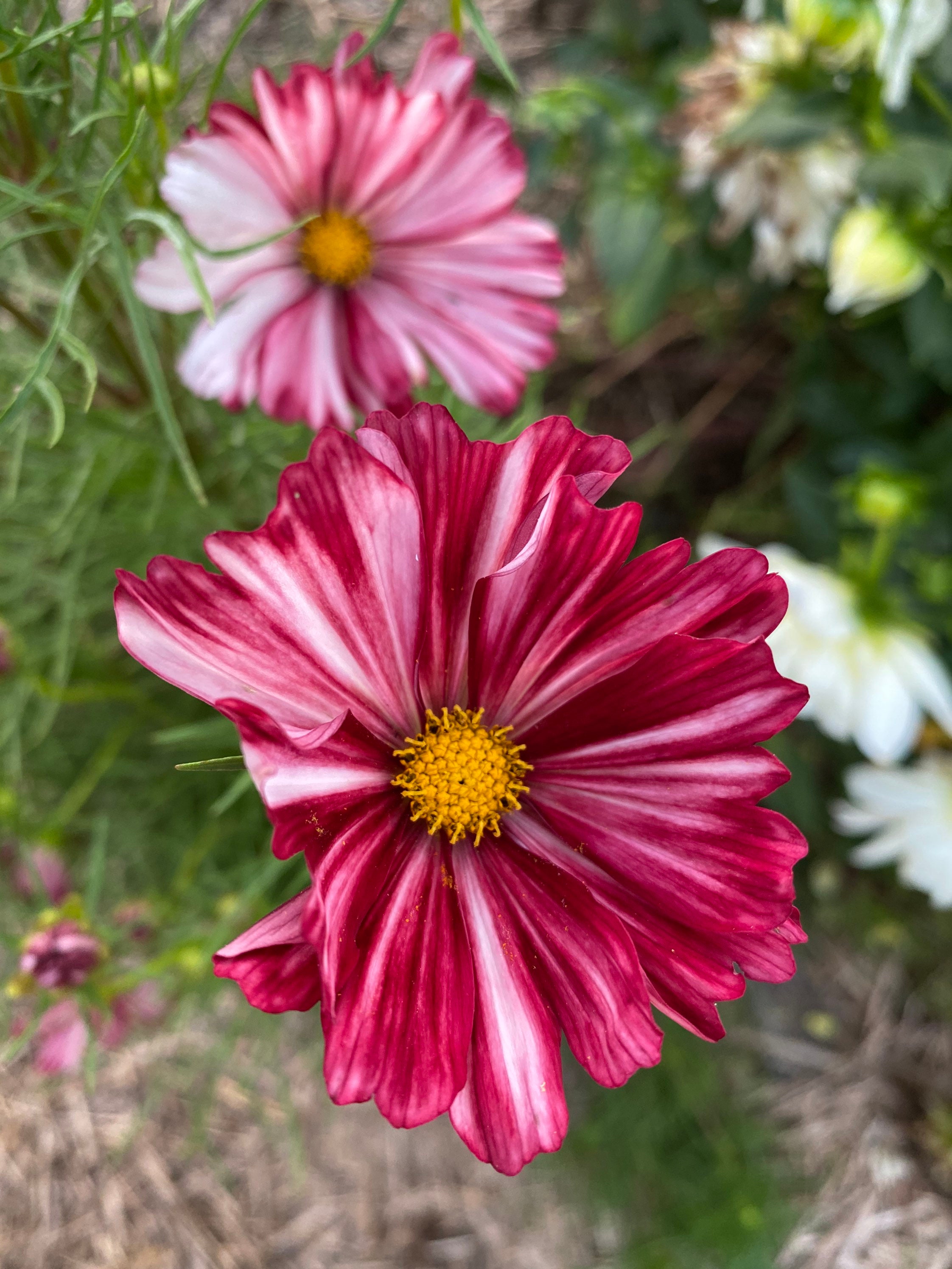 Velouette Cosmos Seeds: Wine, Pink, and Cream Striped Flowers - Etsy