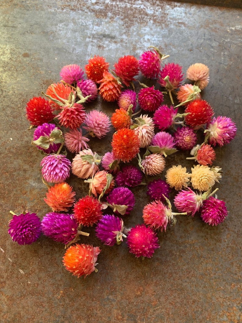 Dried Gomphrena Mixed Colors Gomphrena Balls Great For Craft Etsy