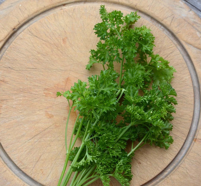 Curled Parsley Seed Curly Parsley Herb Seeds Great for Etsy