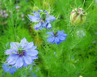 Nigella Flower Seeds, Blue Love-in-a-Mist, Cottage Garden Favorite