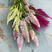see more listings in the Celosia Seeds section