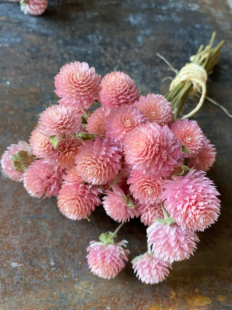 MountainlilyFarm Gomphrena Seeds - Thumbnail 3