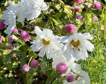 Cosmos Seeds, Fizzy White Cosmos, Great for Cut Flower Gardens and Butterfly Gardens, Summer Flowering White Cosmos