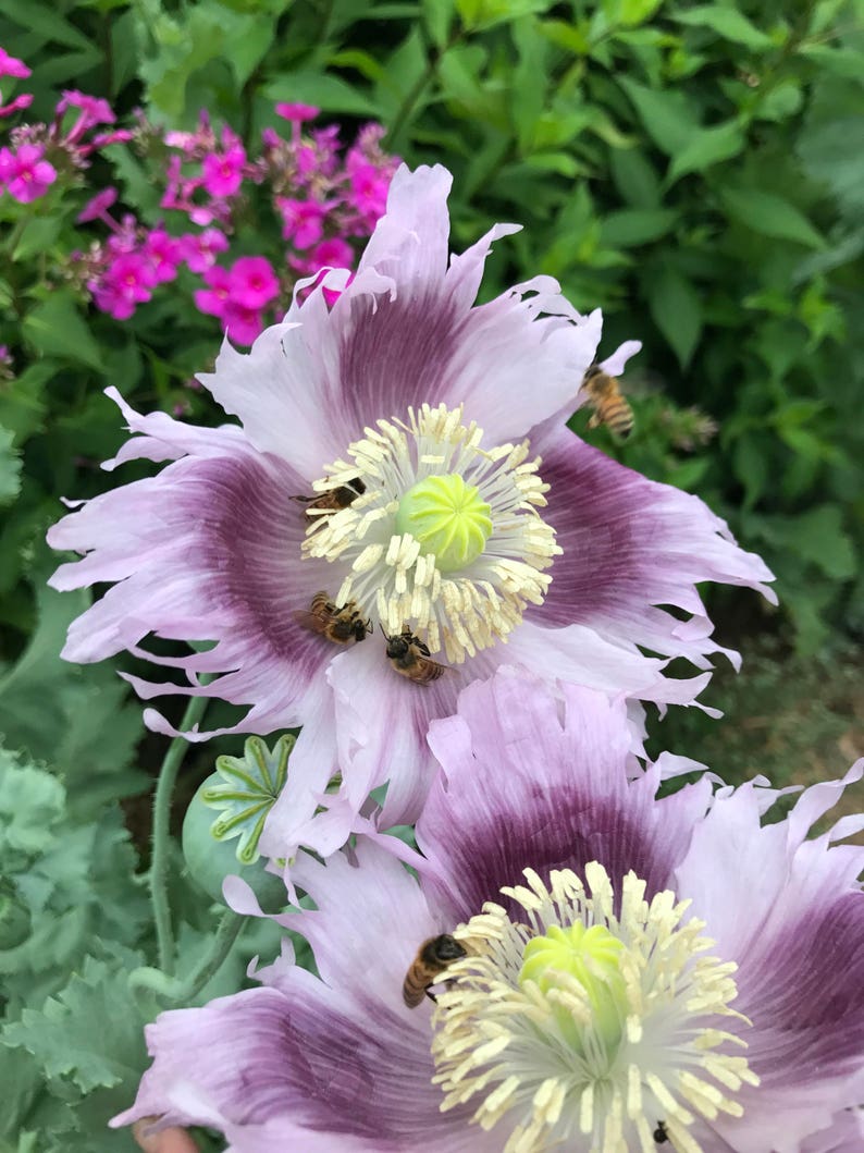 Mixed Poppy Seeds, Breadbox Poppies in Mixed Colors, Washed Papaver somniferum Seed image 7