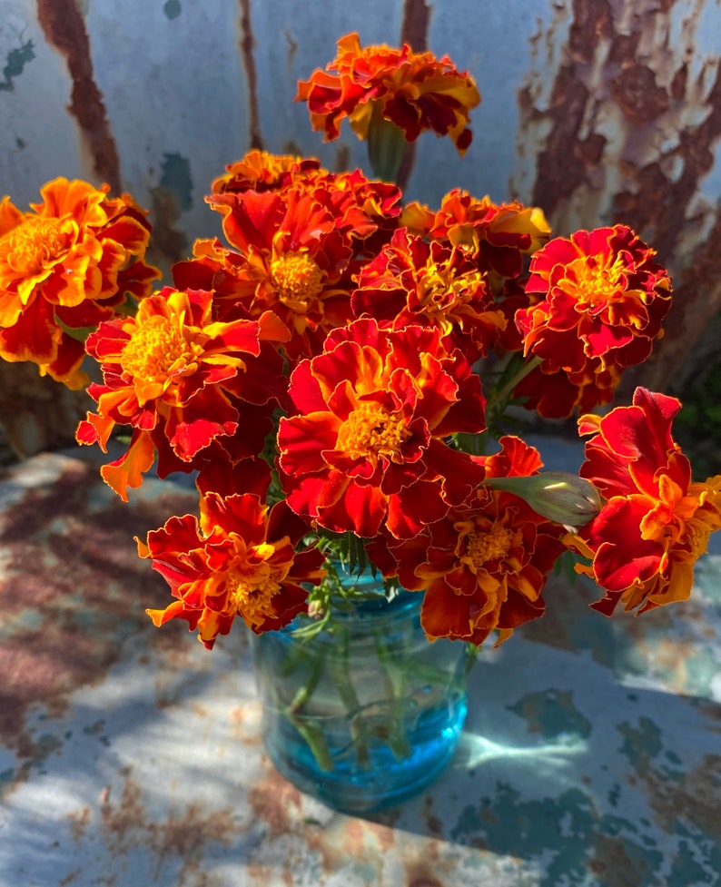 queen sophia marigolds are a large summer annual